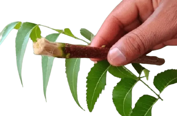 Nem stick min Neem Branch for Teeth: The Natural Wonder for a Sparking Smile 4477